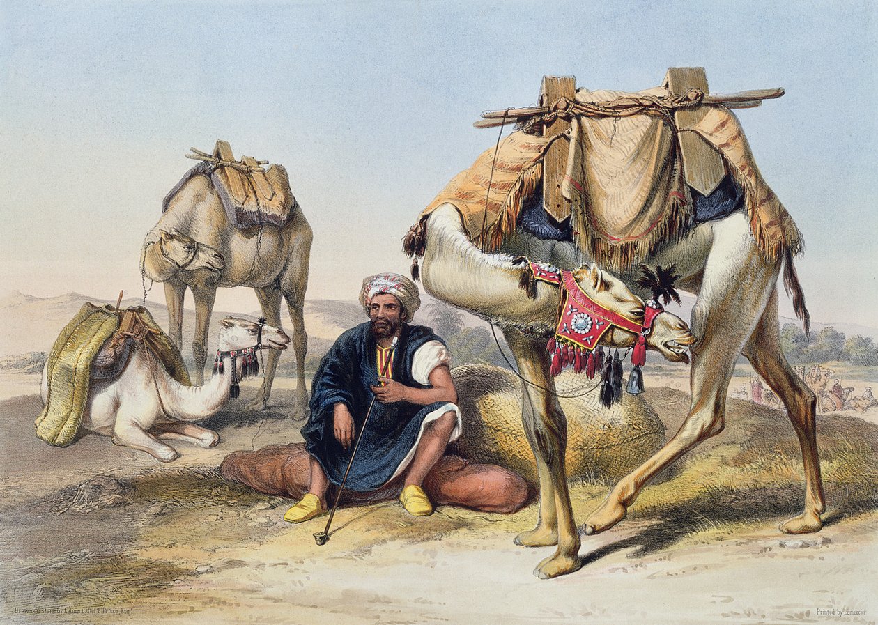 Ruhende Kamele in der Sherkiyeh, Land von Goshen, Illustration aus 