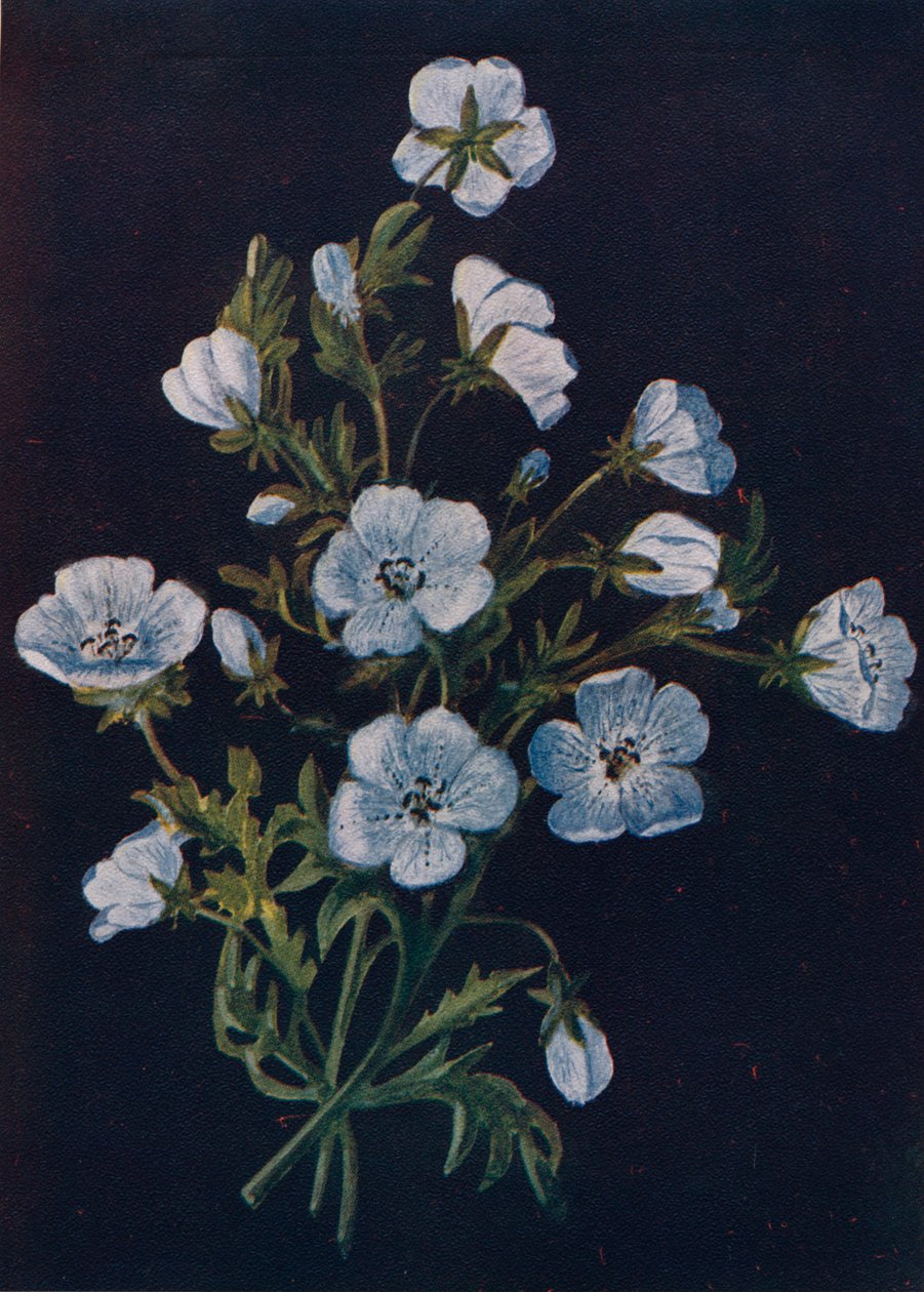 Baby-Blue-Eyes, ca. 1915 von Emma Graham Clock