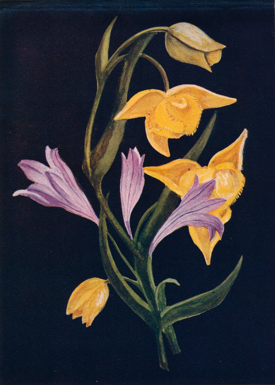 Diogenes-Laterne & Ernte-Brodiaea, ca. 1915 von Emma Graham Clock