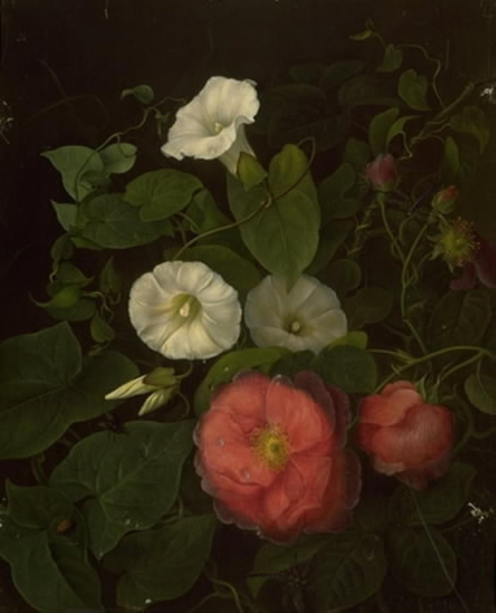 Rosen und Epomenea von Emma Thomsen