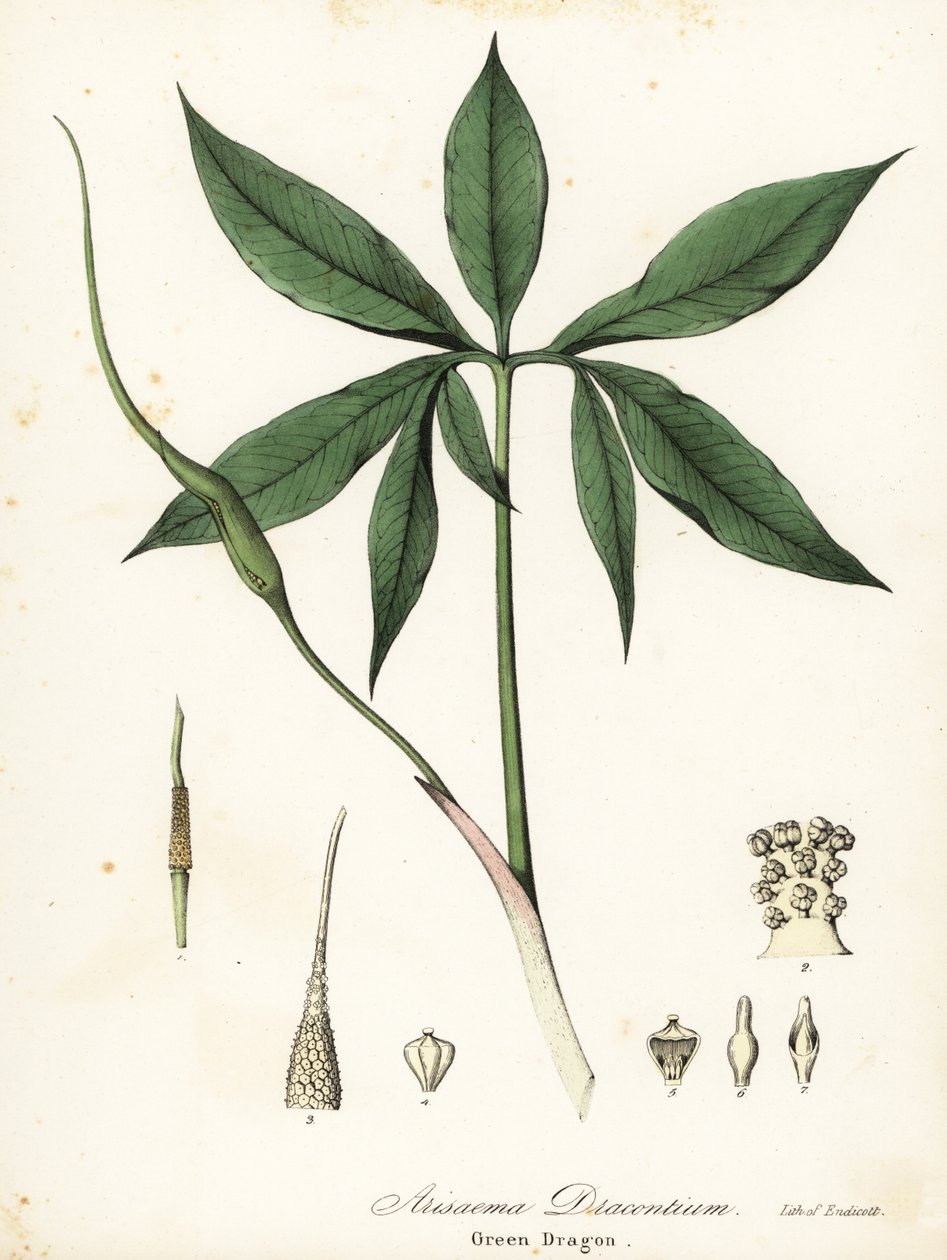Grüner Drache oder Drachenwurzel, Arisaema dracontium von Endicott Endicott