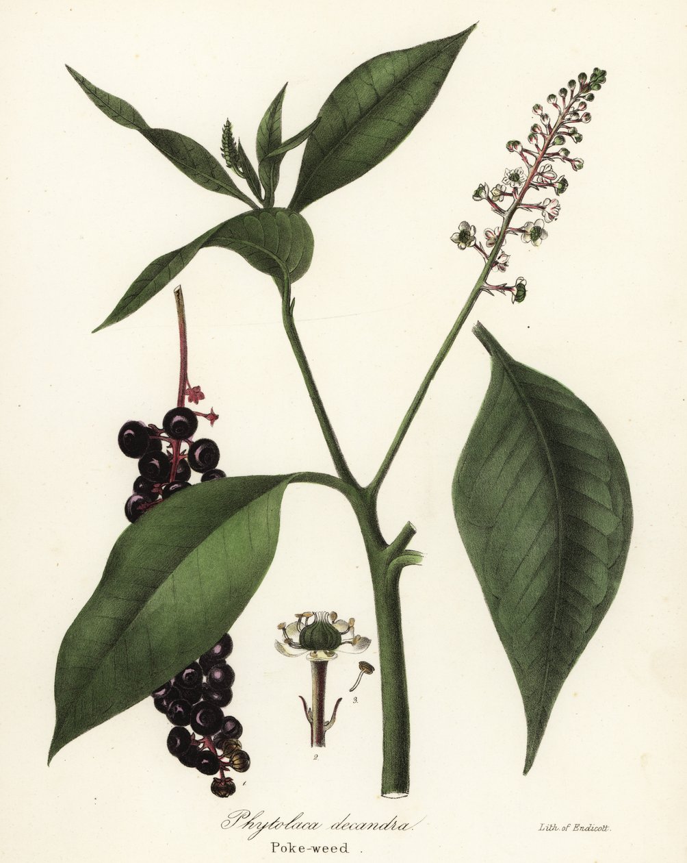 Kermesbeere, Phytolacca americana von Endicott Endicott