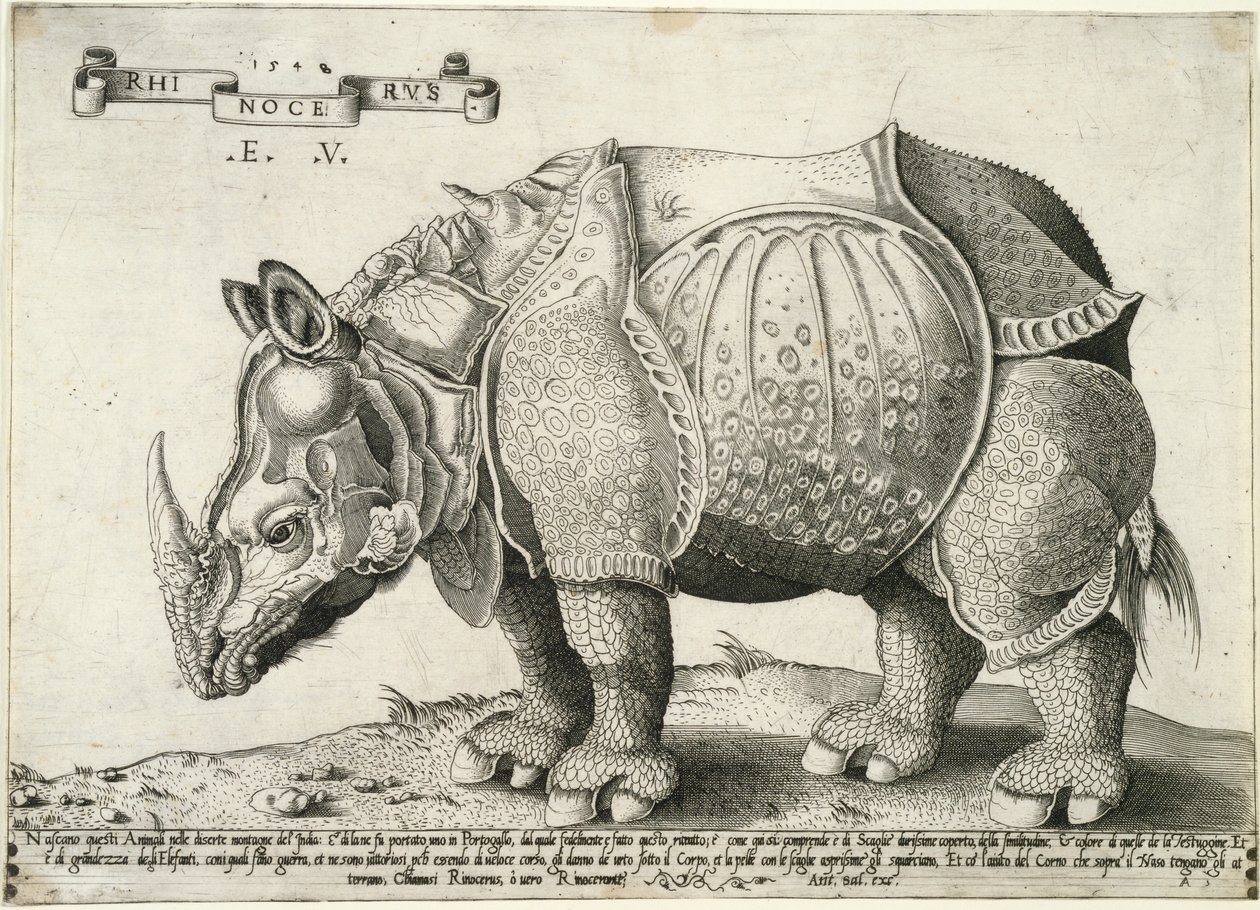 Nashorn, 1548 von Enea Vico