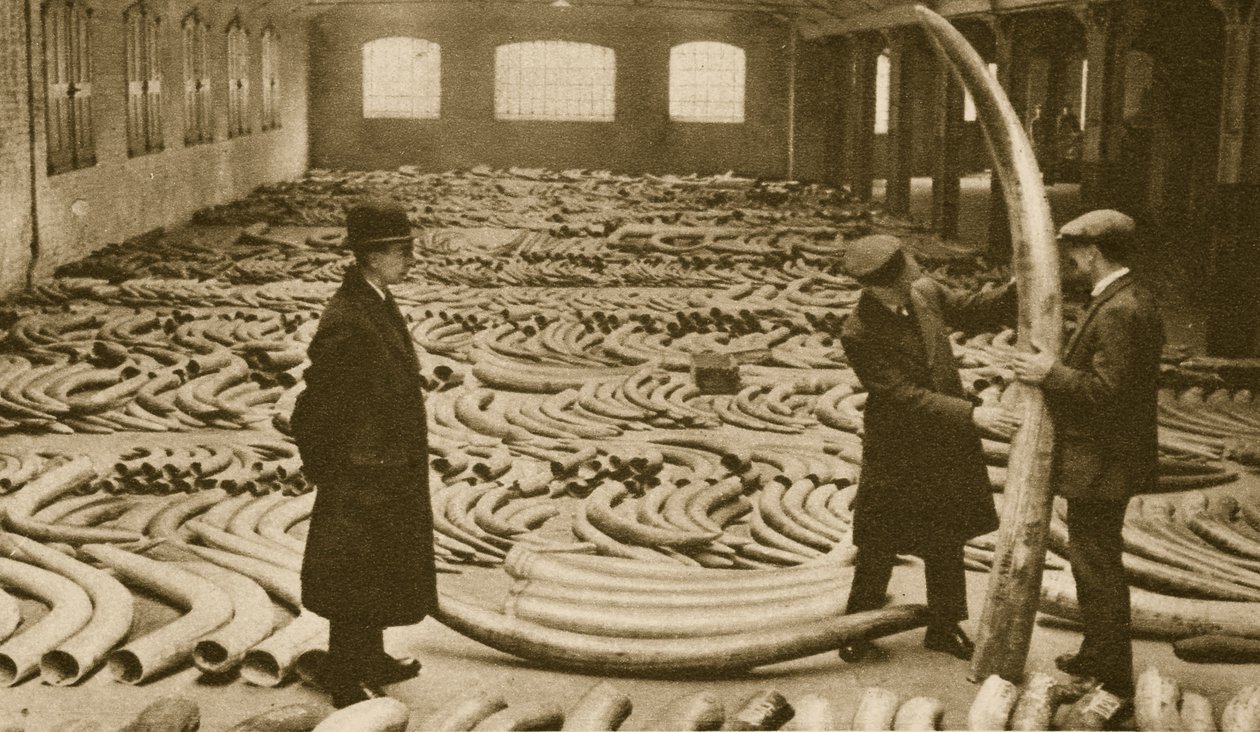 Elfenbein in einem Lager an den London Docks von English Photographer