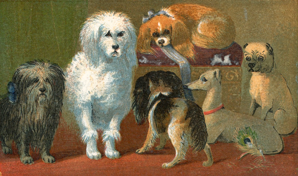 Ein Skye Terrier, französischer Pudel, zwei Spaniels, italienischer Windhund und ein Mops von English School