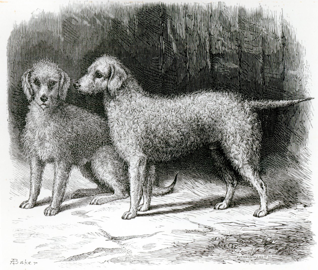 Bedlington Terrier - Mr. F. Armstrongs 