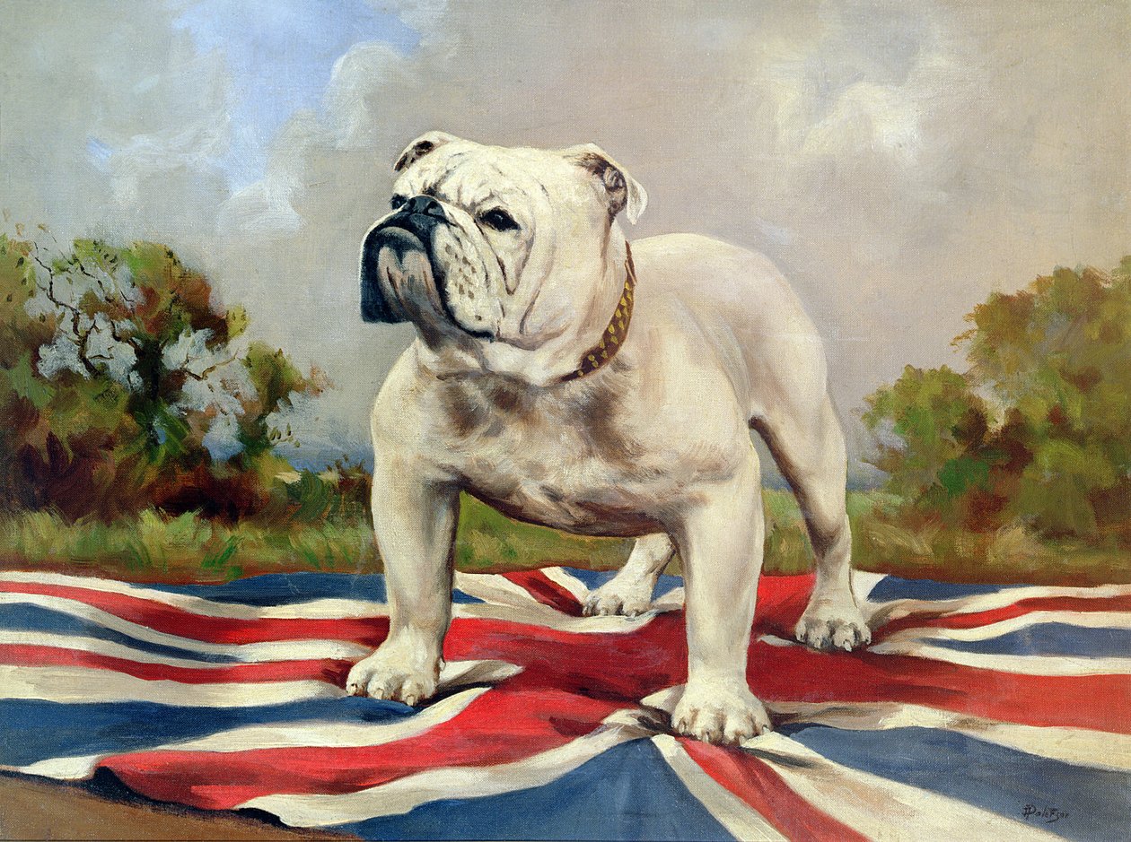 Britischer Bulldogge von English School