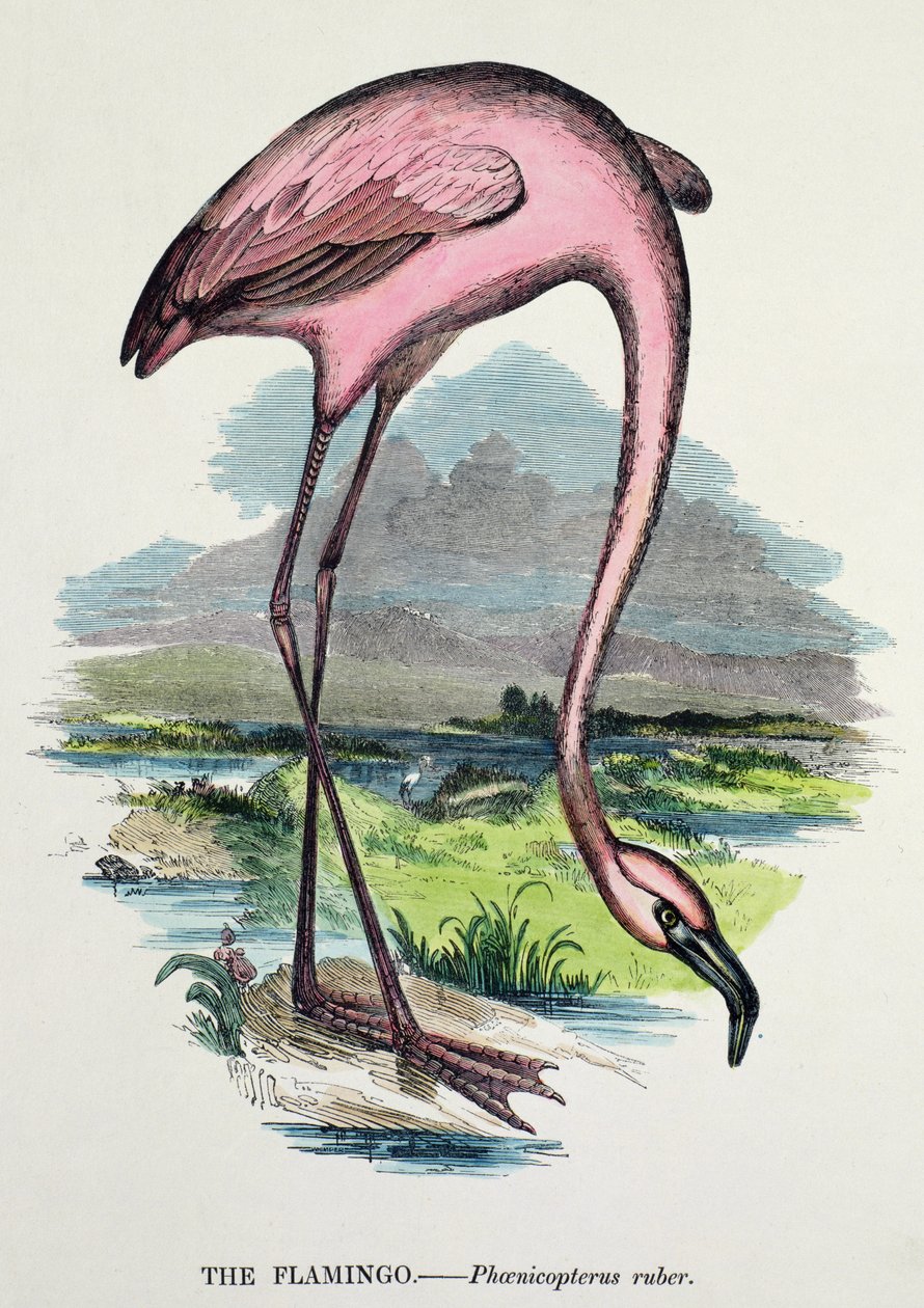 Flamingo (Phoenicopterus Ruber) von English School