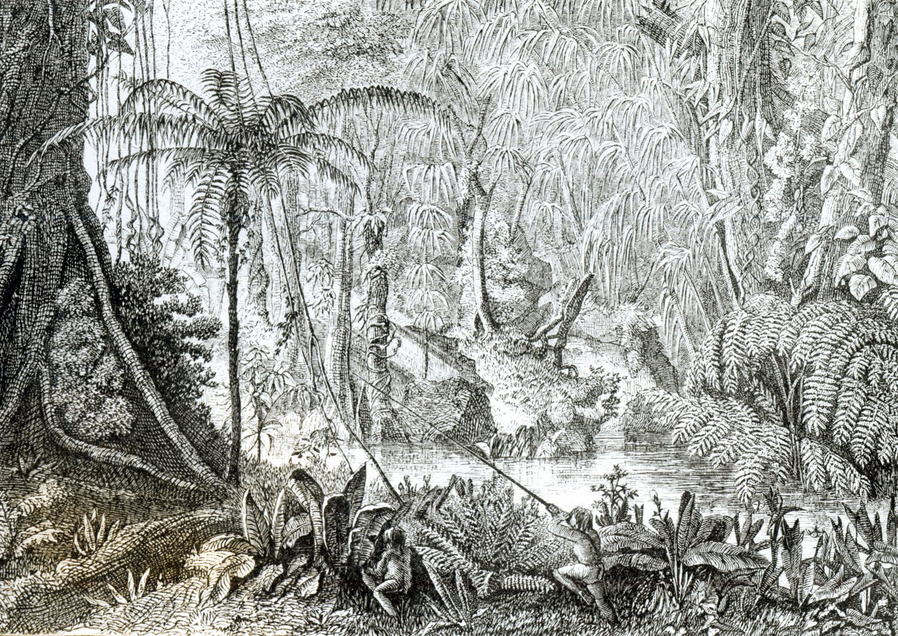 Inneres eines Urwaldes im Amazonasgebiet von English School