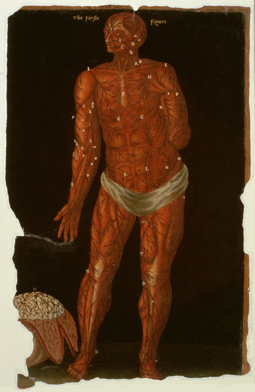 Ms Hunter 364 Tafel XI Dissektion, aus Anatomische Tafeln, von John Banister (1540-1610) von English School