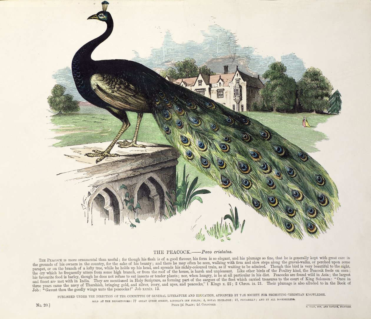 Pfau (Pavo Cristatus) von English School