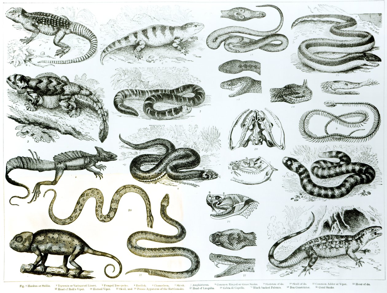 Reptilien, Schlangen und Eidechsen von English School