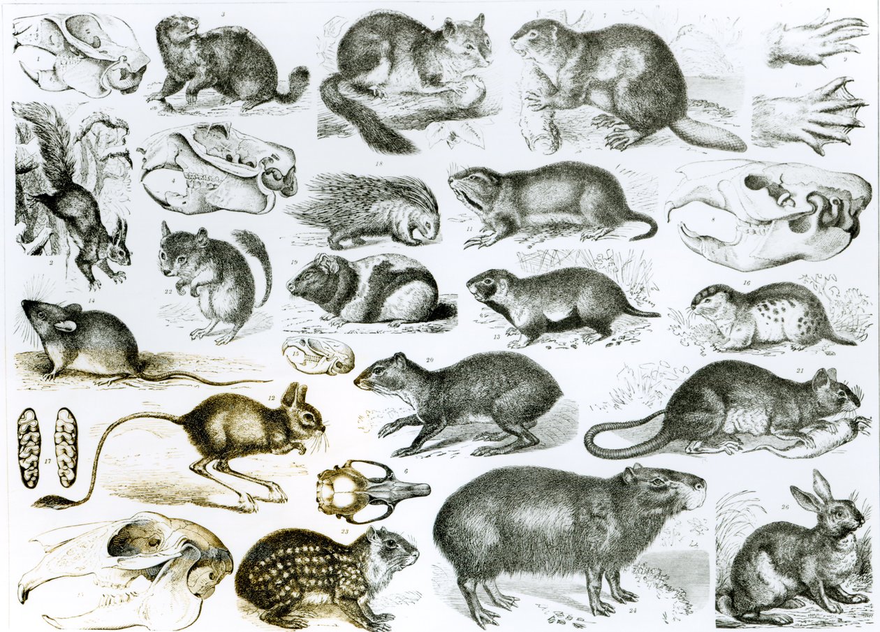 Rodentia-Nagetiere oder Nagetiere von English School
