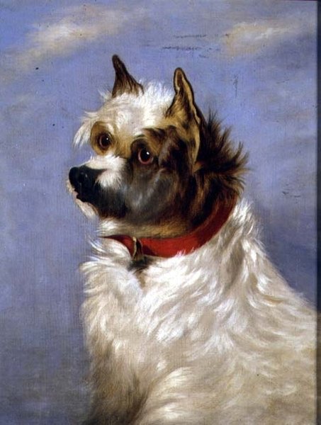 Ein Terrier mit rotem Halsband von English School