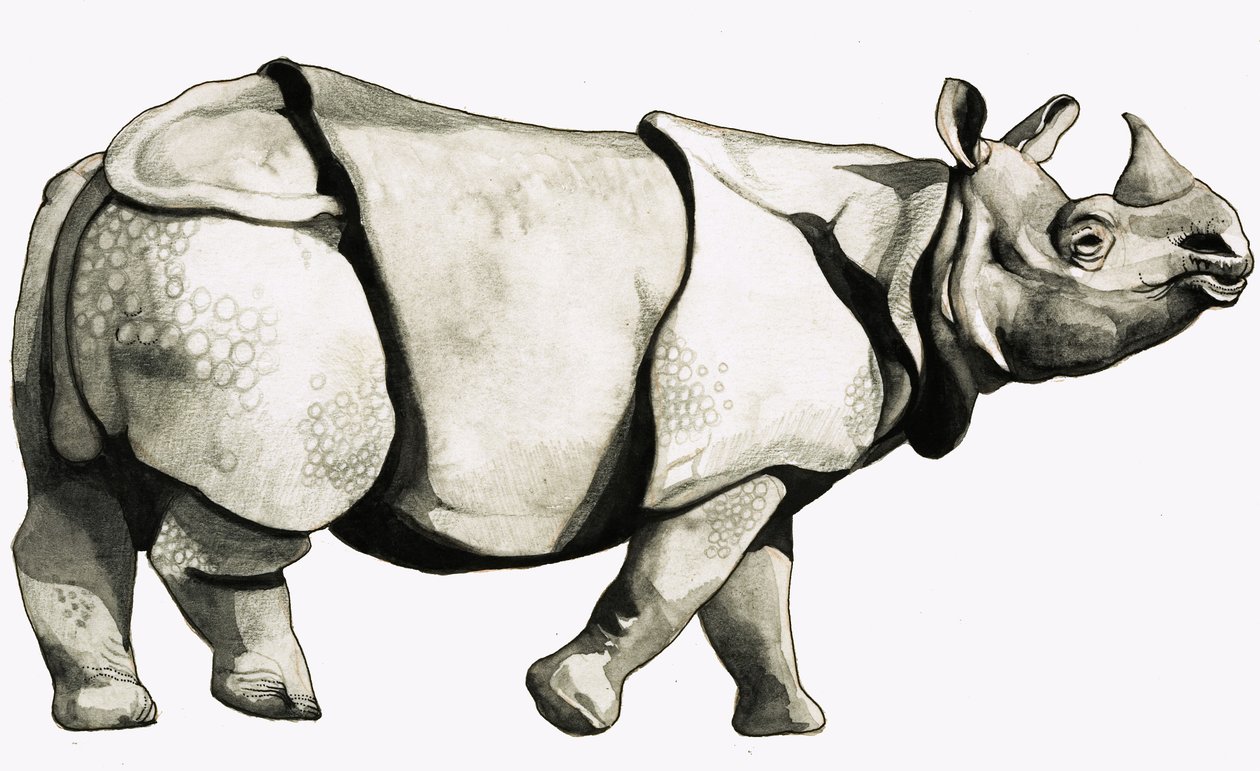 Uraltes Nashorn von English School