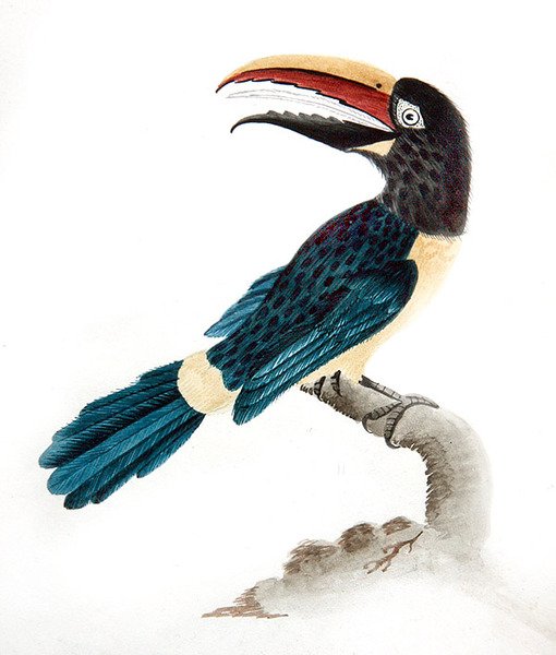Aracari-Tukan von English School