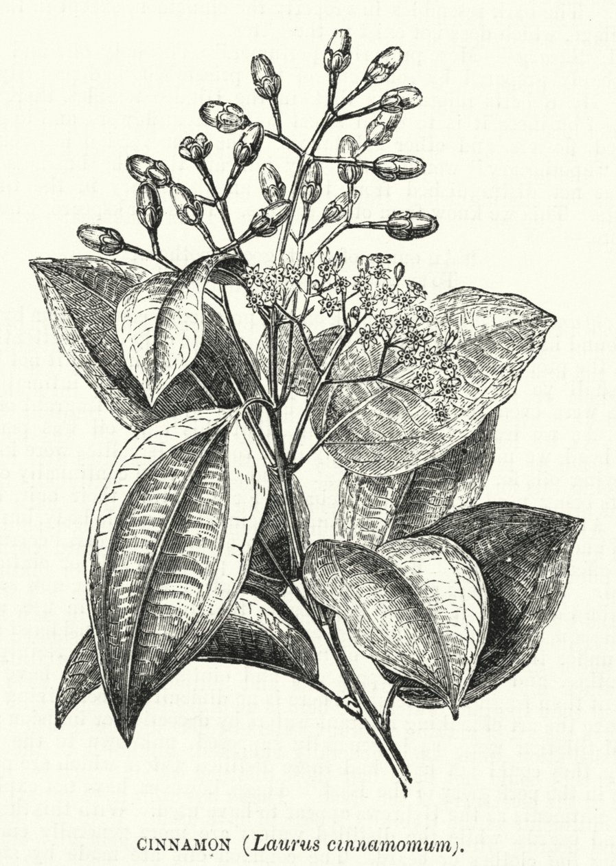 Zimt, Laurus cinnamomum (Gravur) von English School