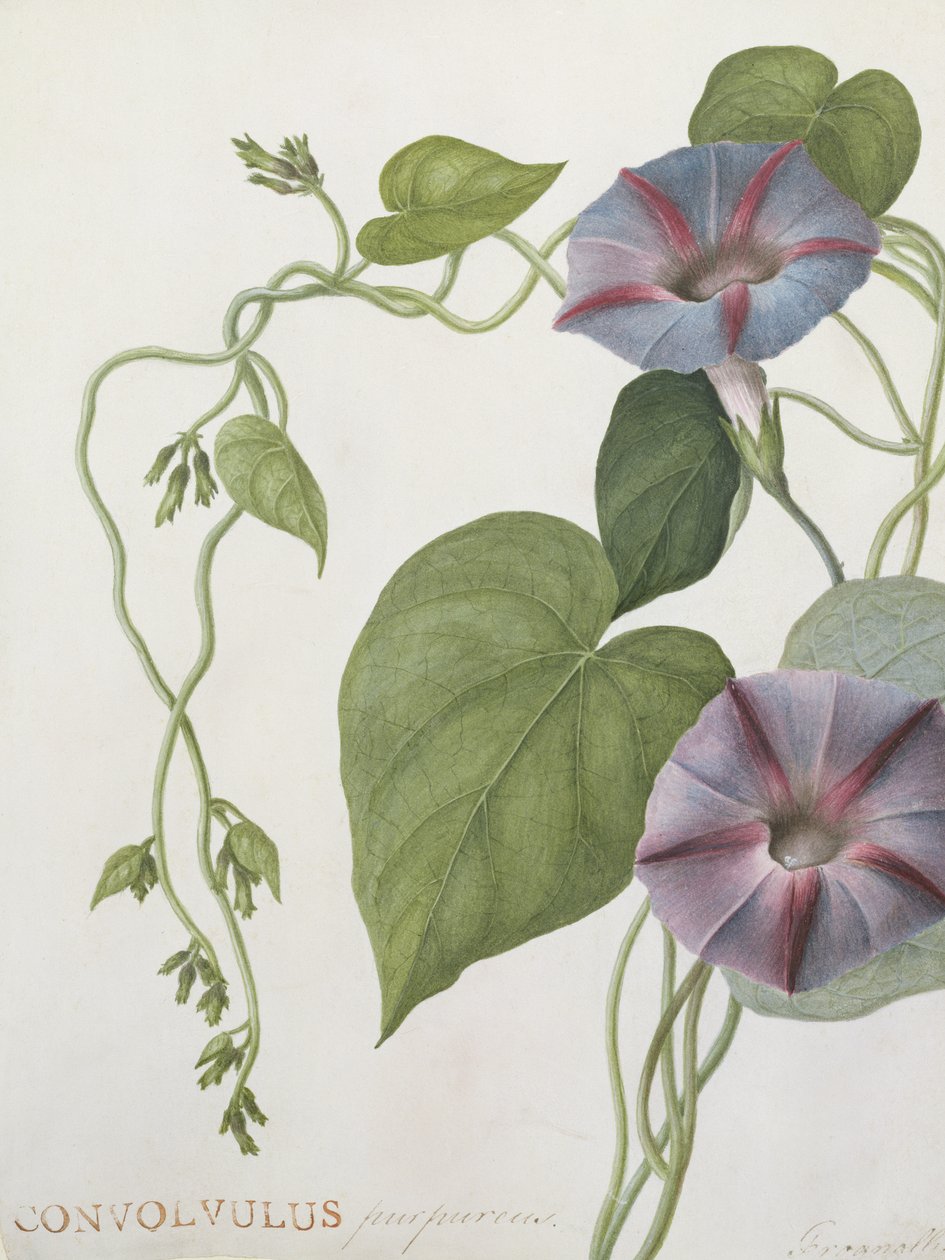Convolvulus Purpurus von English School