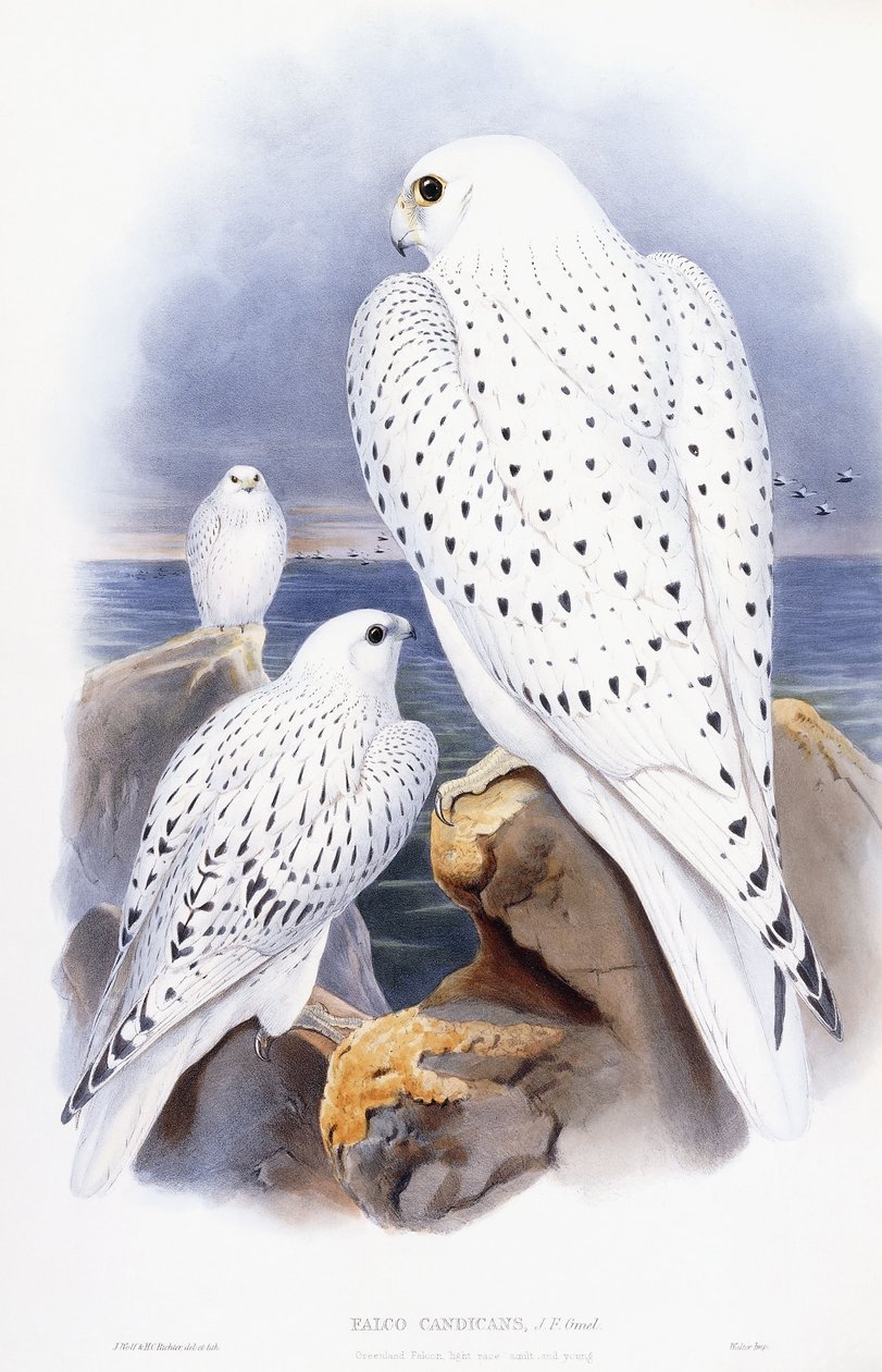 Falco Candicans von English School