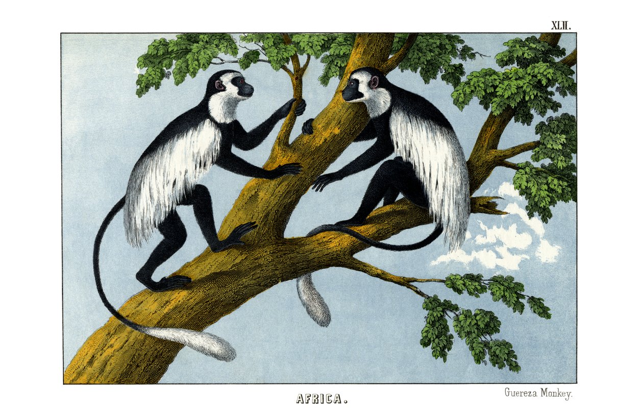 Guereza-Affe von English School