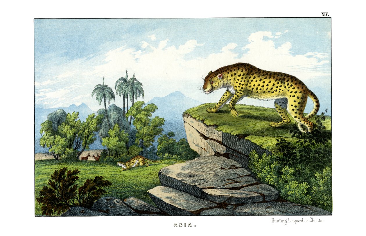 Jagdleopard von English School