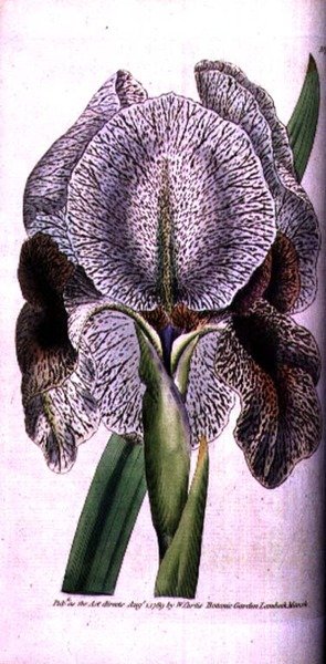 Iris susiana von English School