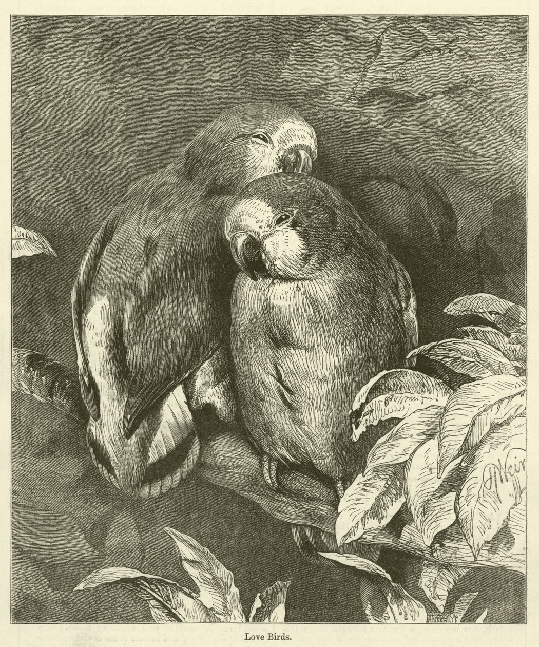 Liebesvögel von English School