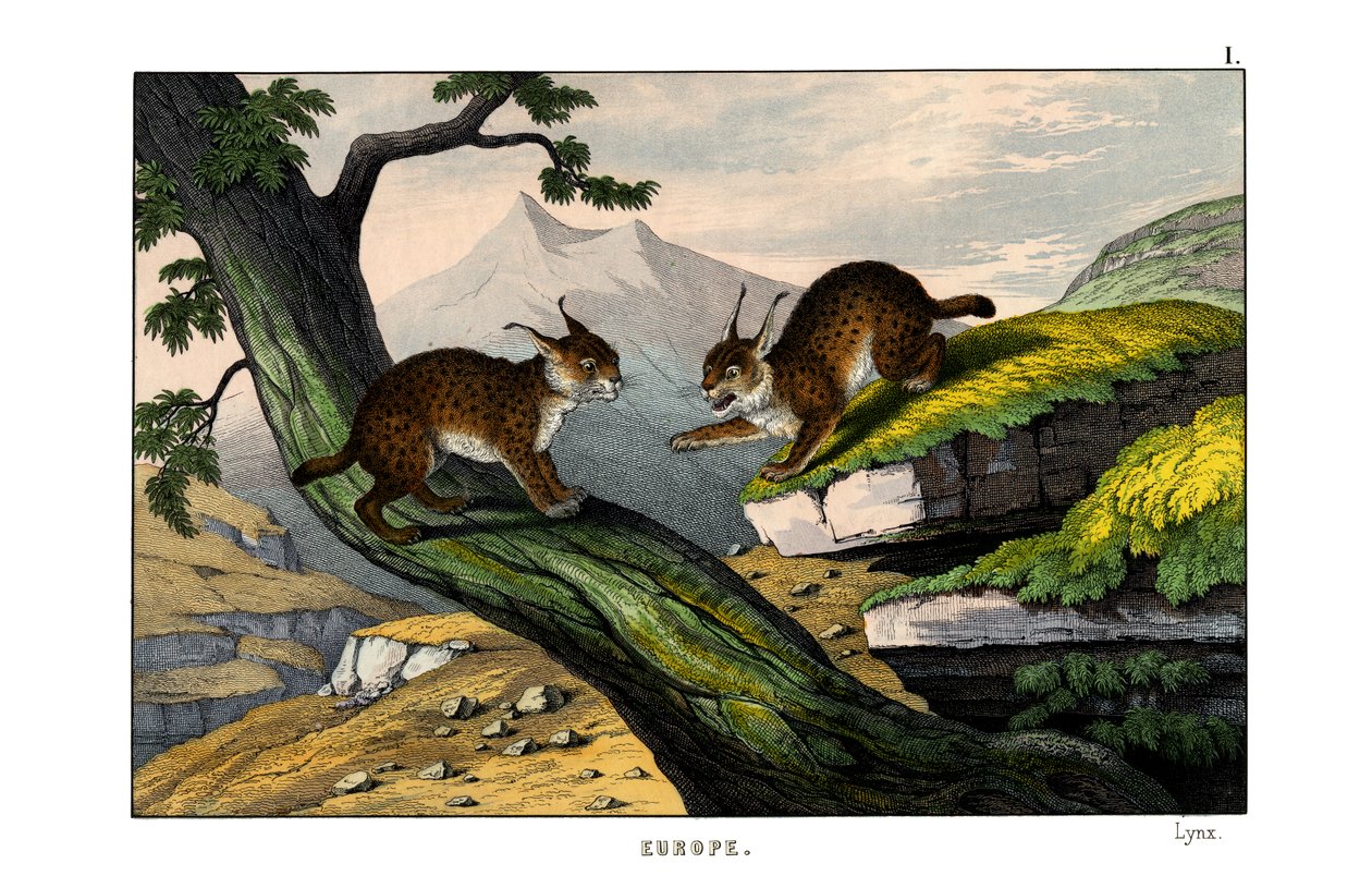 Luchs von English School