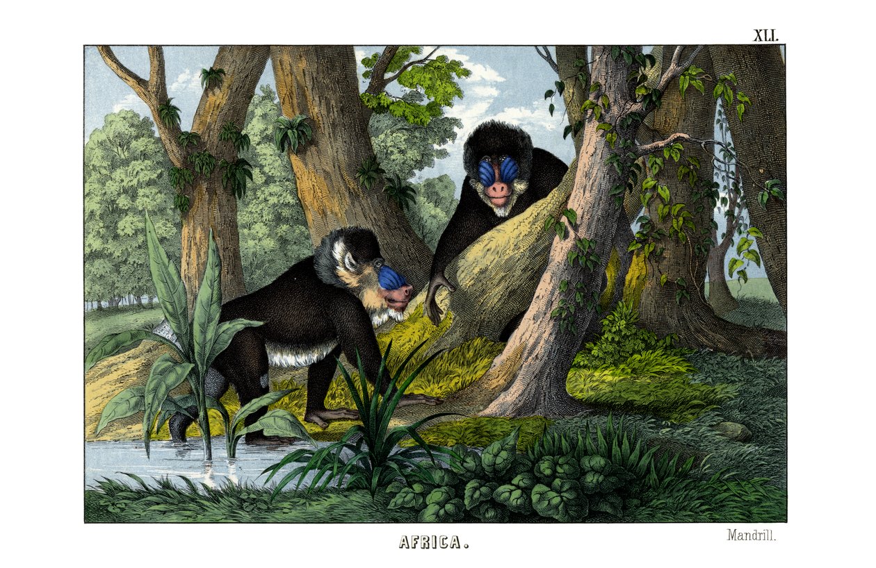 Mandrill von English School