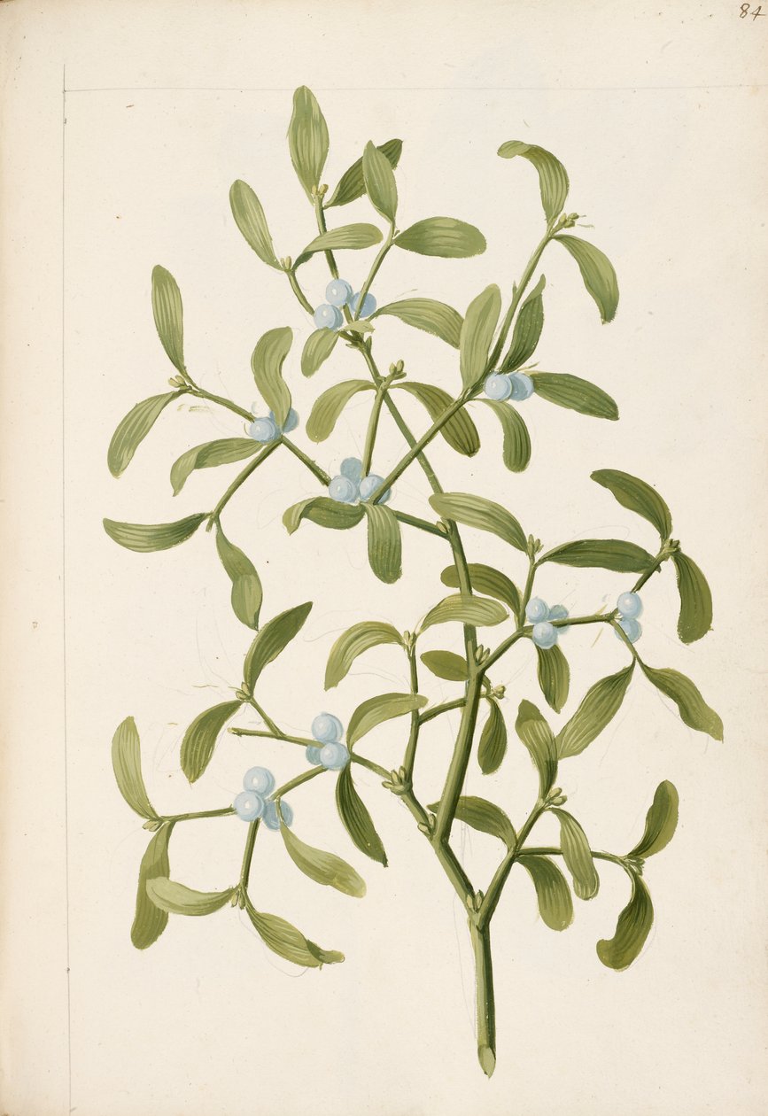 Mistel. Eine halbparasitische Pflanze, ca. 1664 von English School
