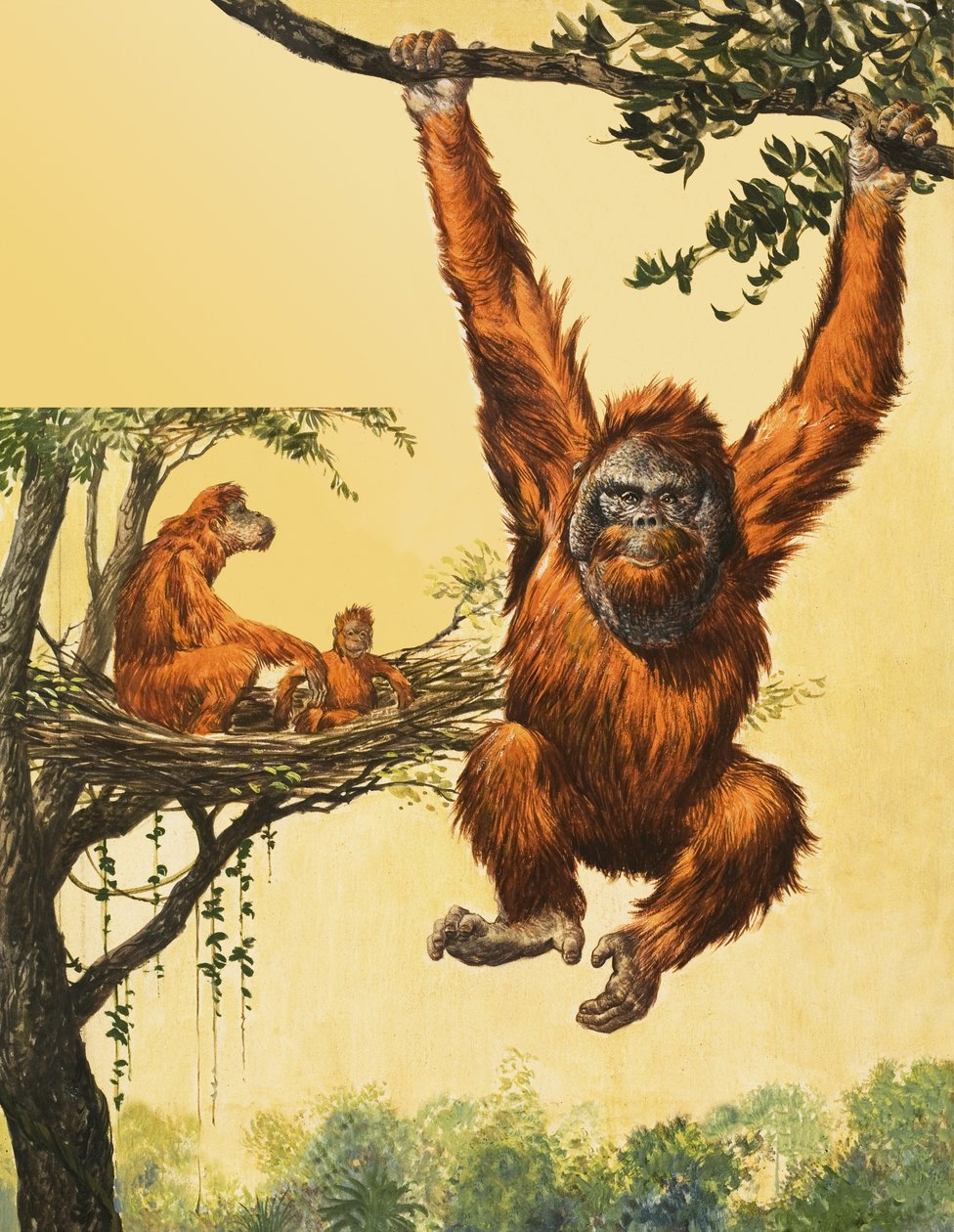 Orang-Utan von English School
