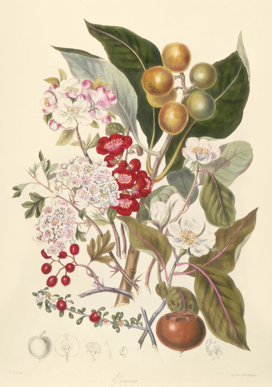 Pomaceae, der Apfelstamm von English School