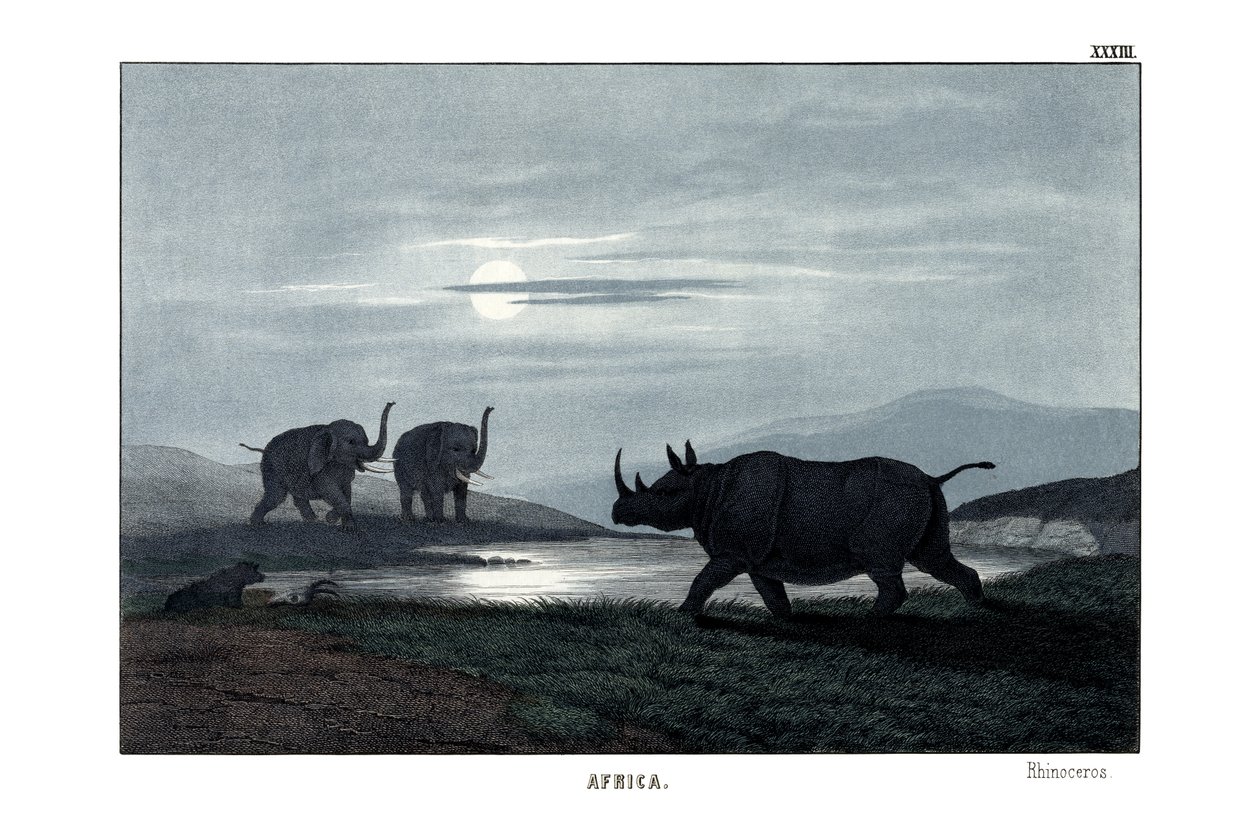Nashorn von English School
