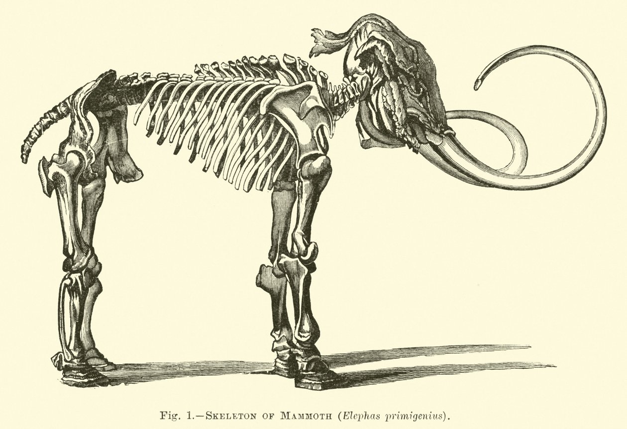 Skelett eines Mammuts, Elephas primigenius von English School