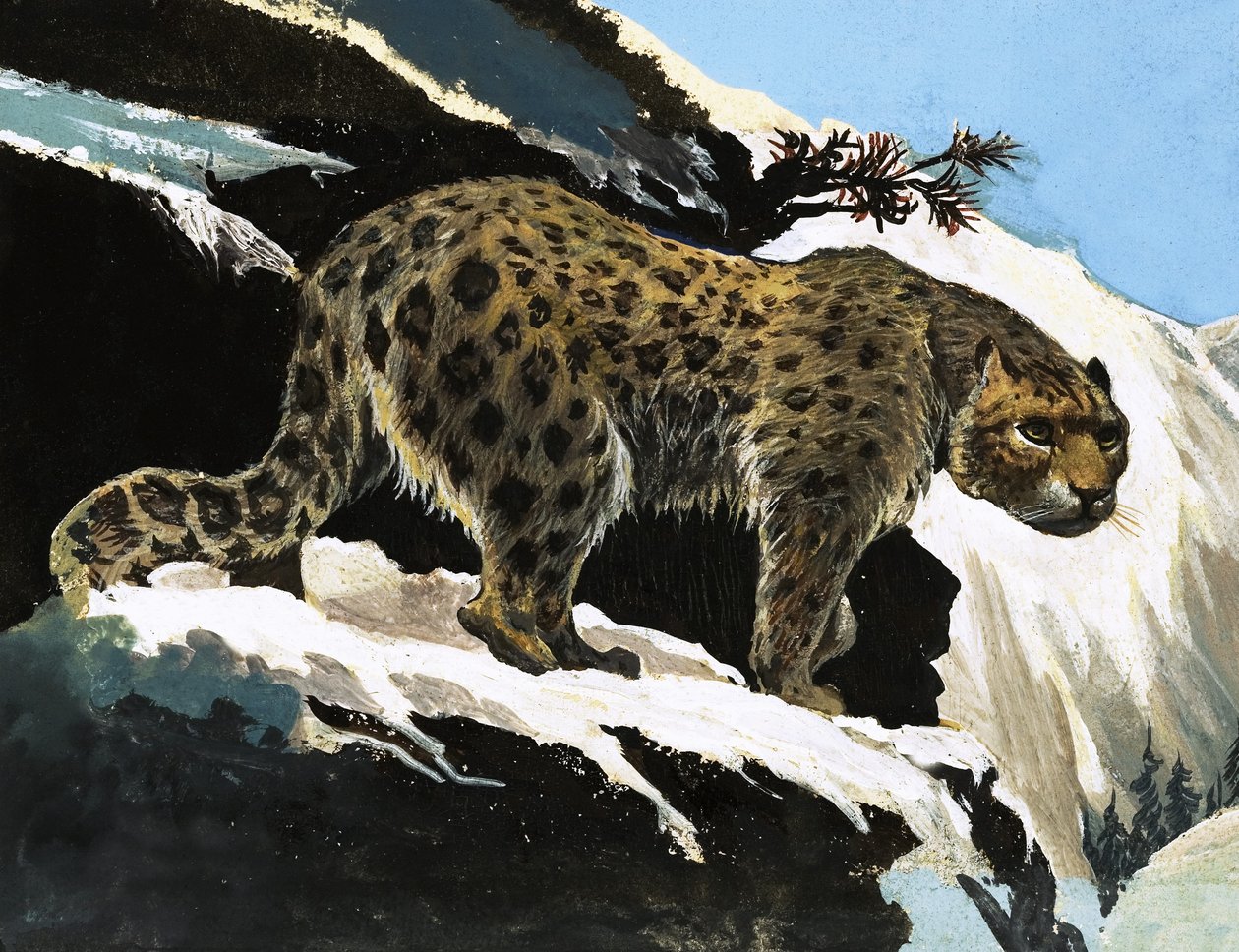 Schneeleopard von English School
