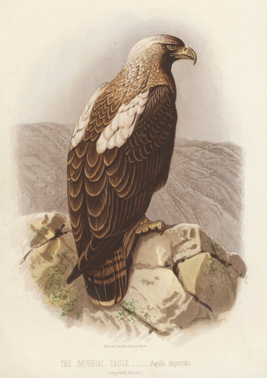 Der Kaiseradler, Aquila Imperialis (Farblithografie) von English School