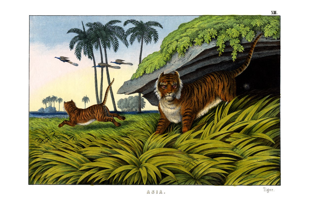 Tiger von English School