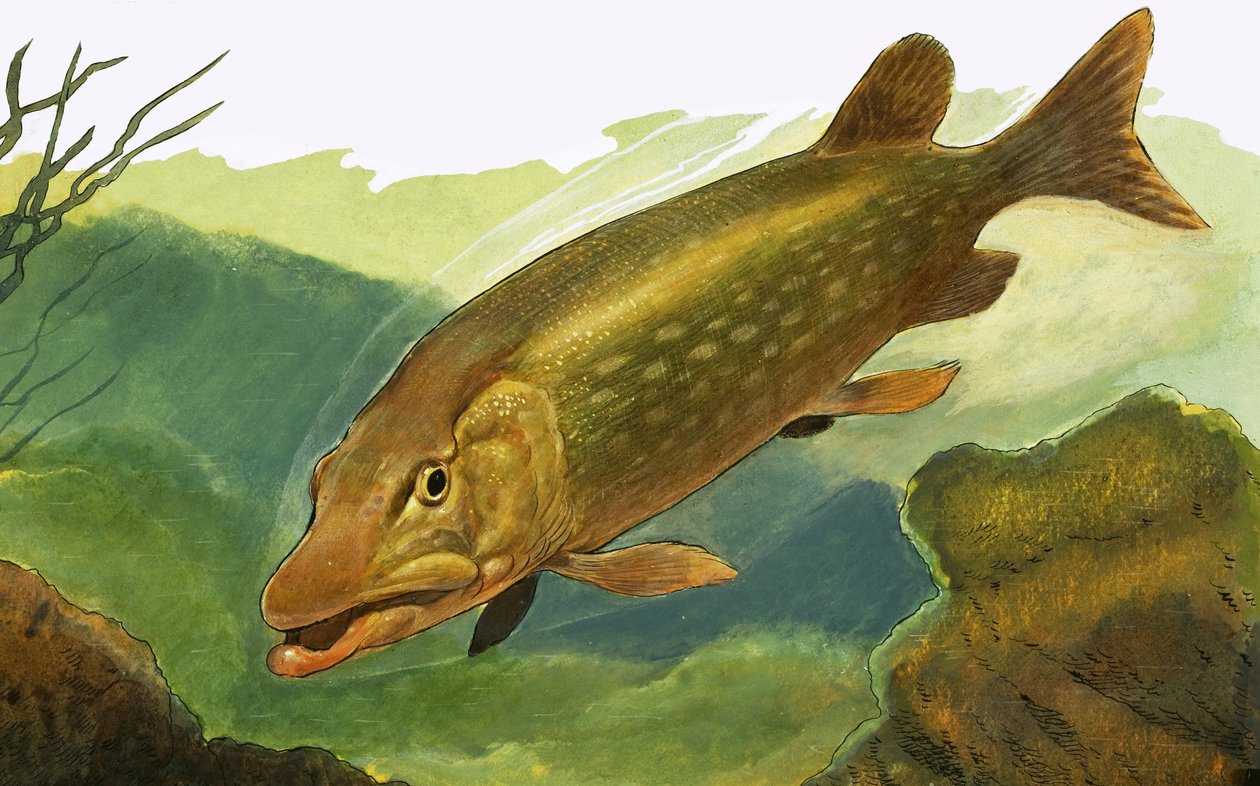 Unbekannter Fisch von English School