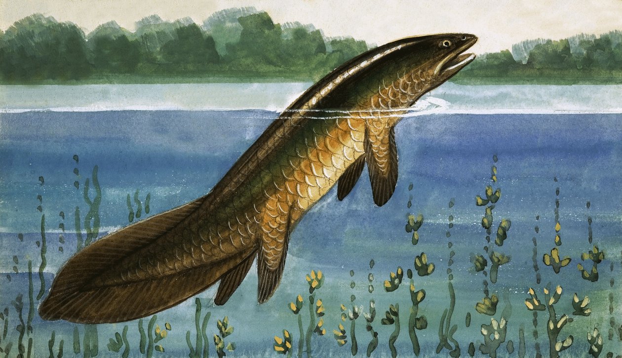 Unbekannter Fisch von English School