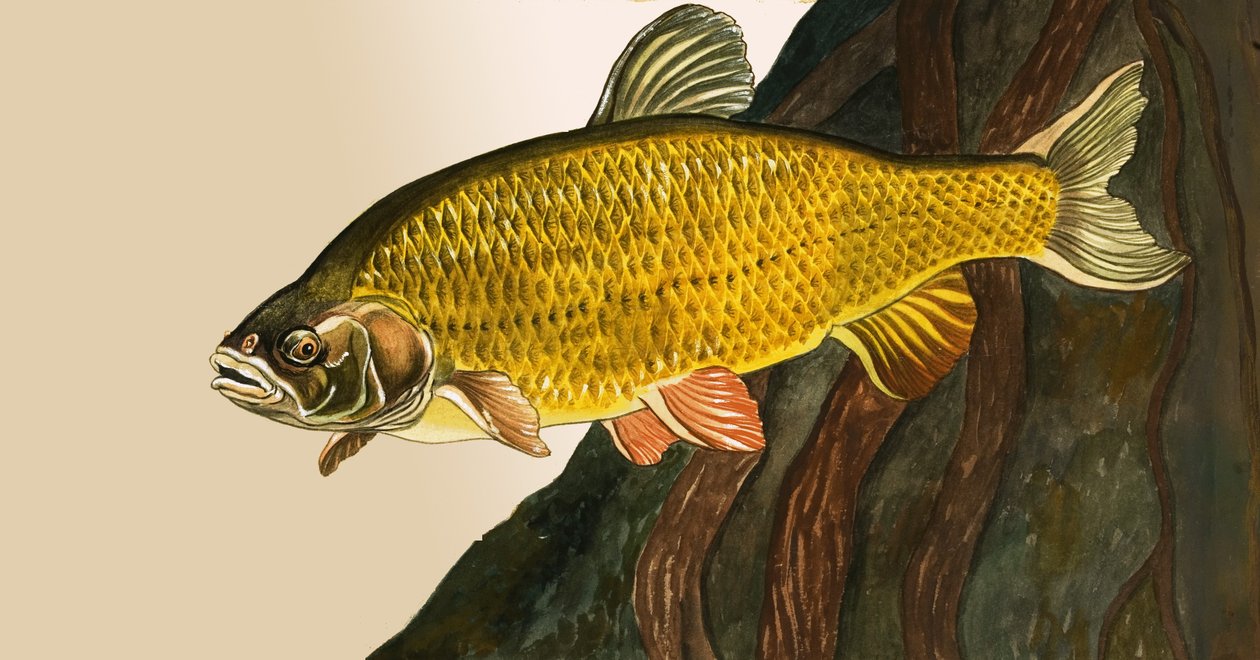 Unbekannter Fisch von English School