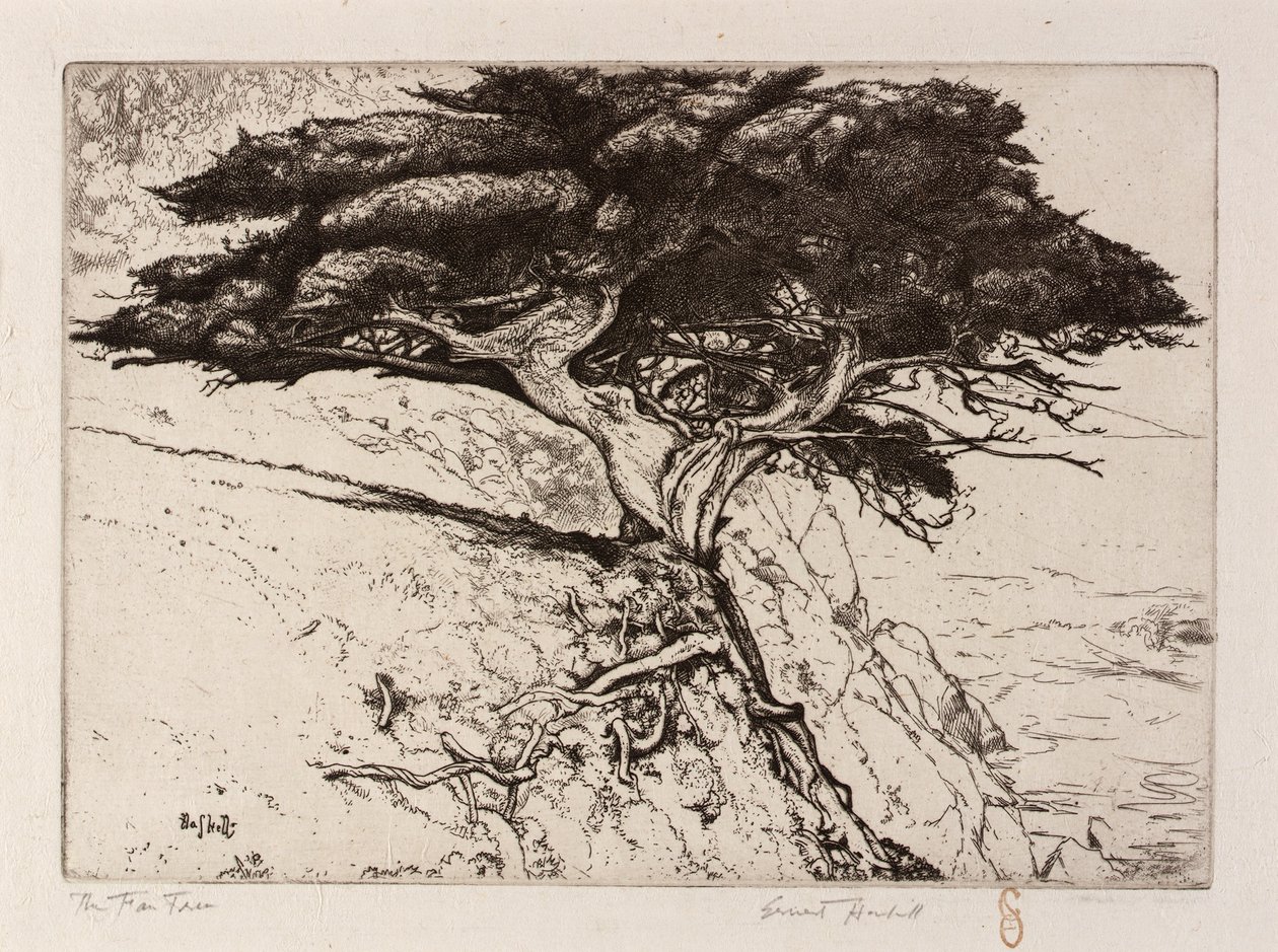 Der Fächerbaum von Ernest Haskell
