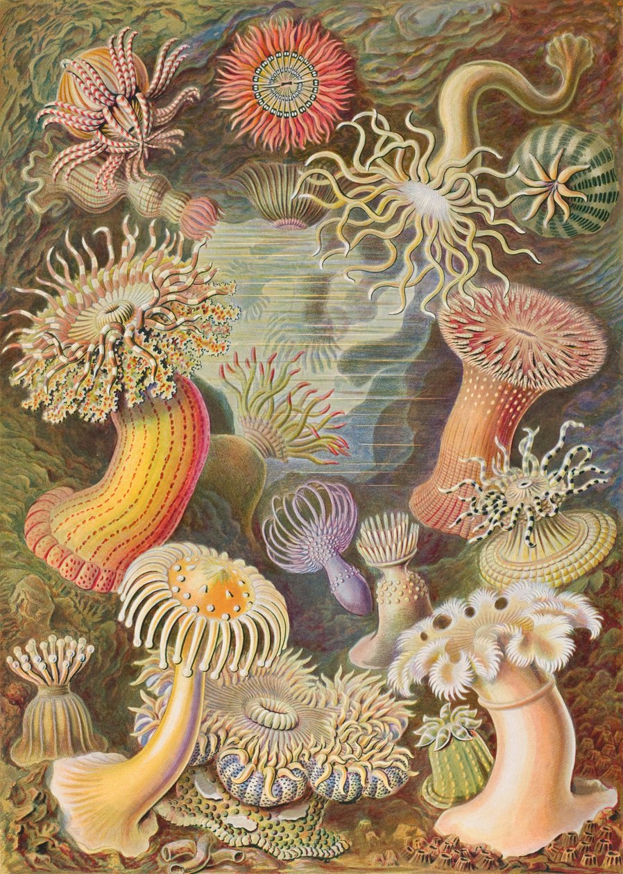 Haeckel Actiniae von Ernst Haeckel