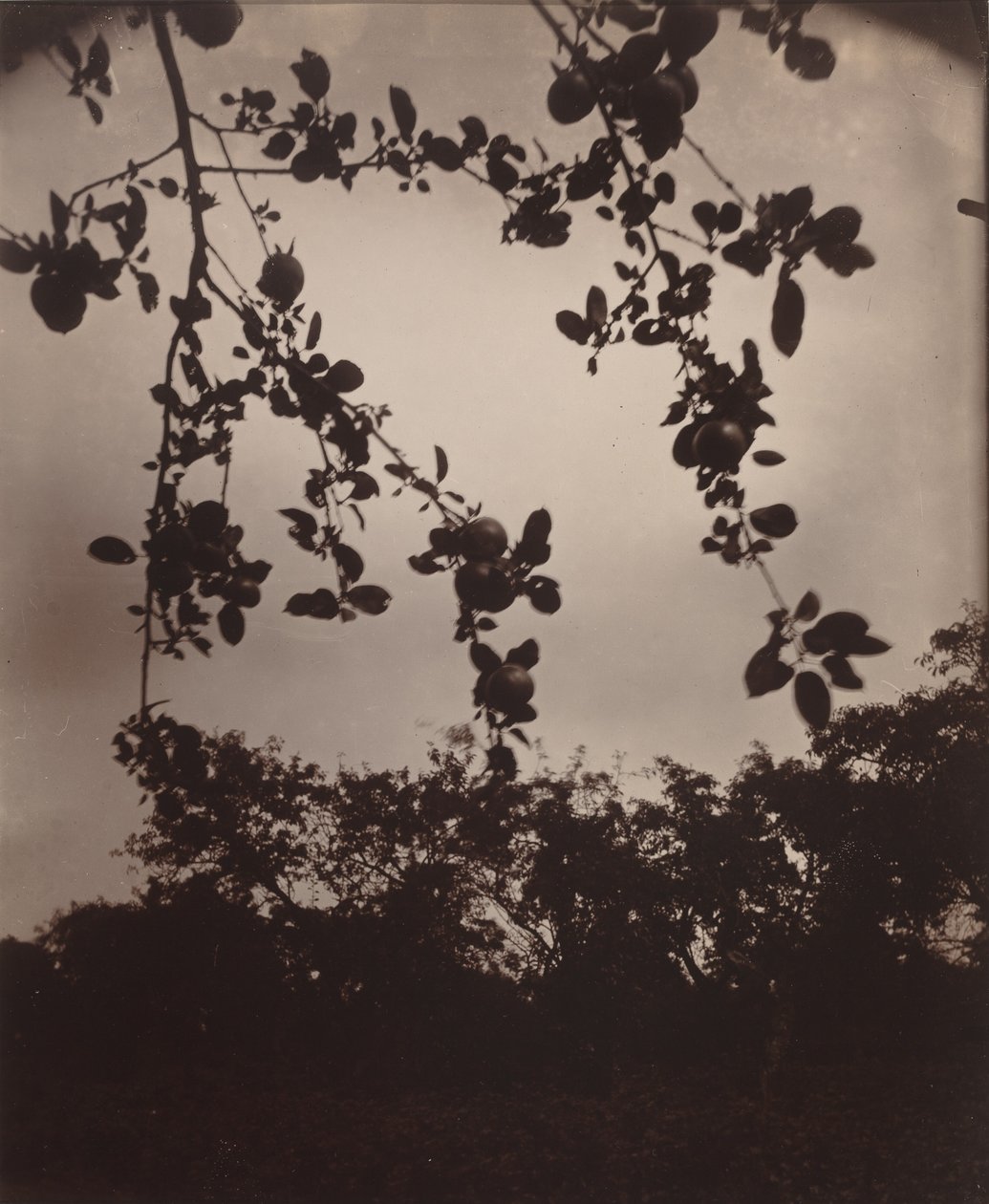 Apfelbaumzweig, 1922/1923 von Eugène Atget