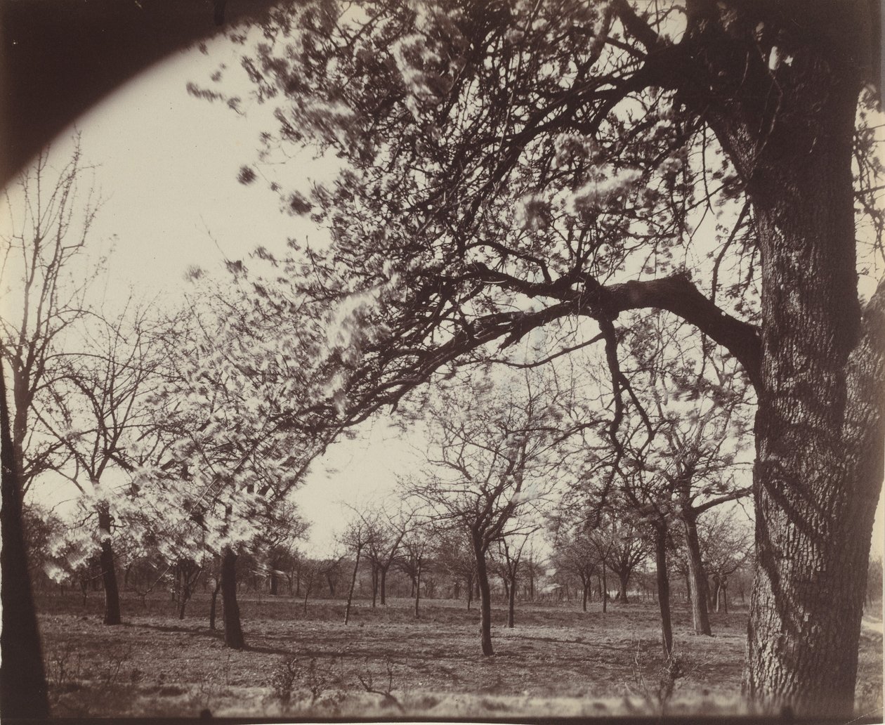 Poirier, 1921 (Foto) von Eugène Atget