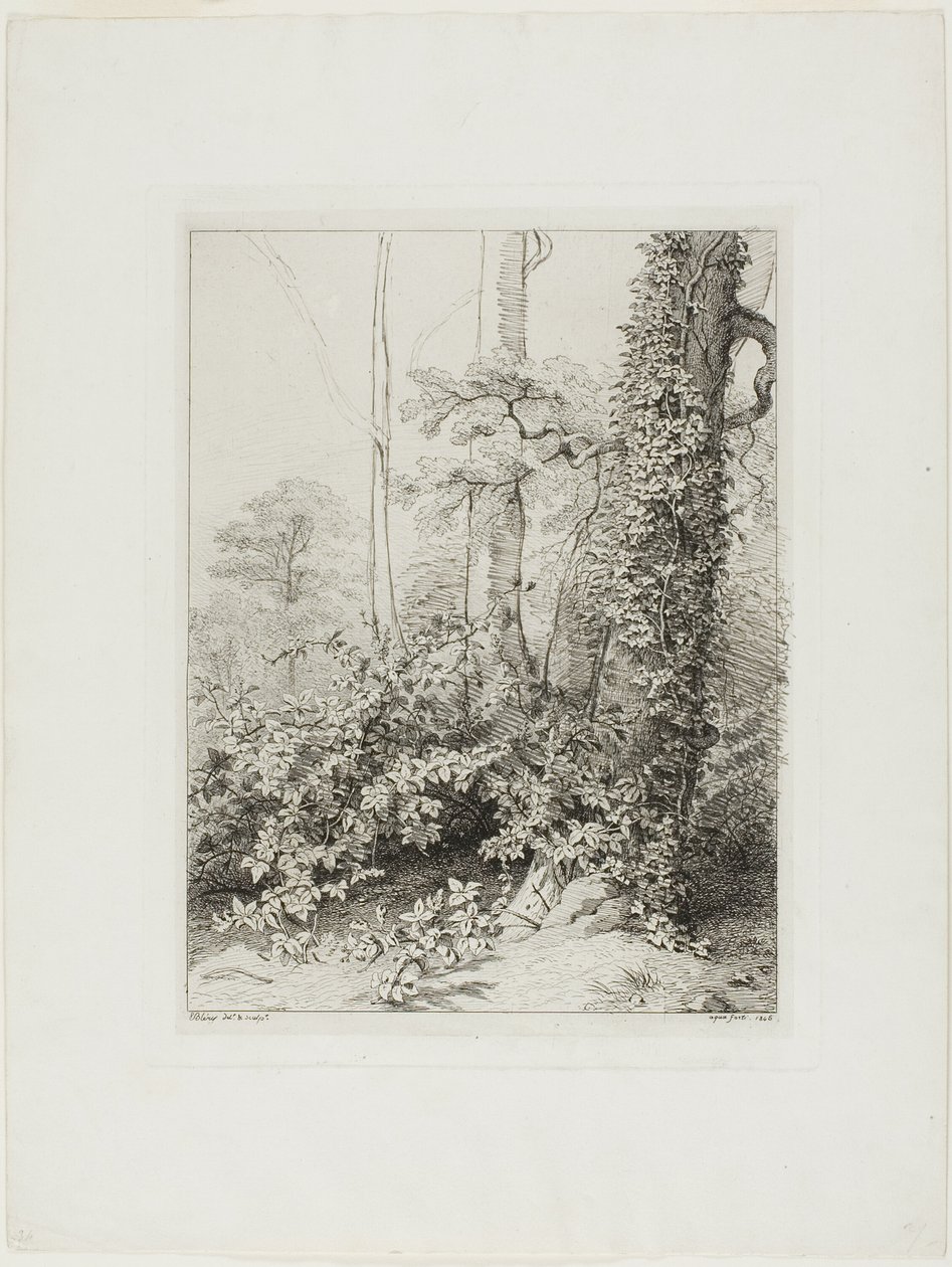 Brombeere und Efeu von Eugene Bléry