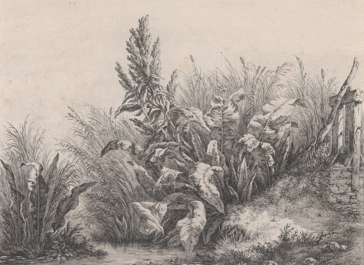 Große Wasserdockpflanze, 1840 von Eugene Bléry