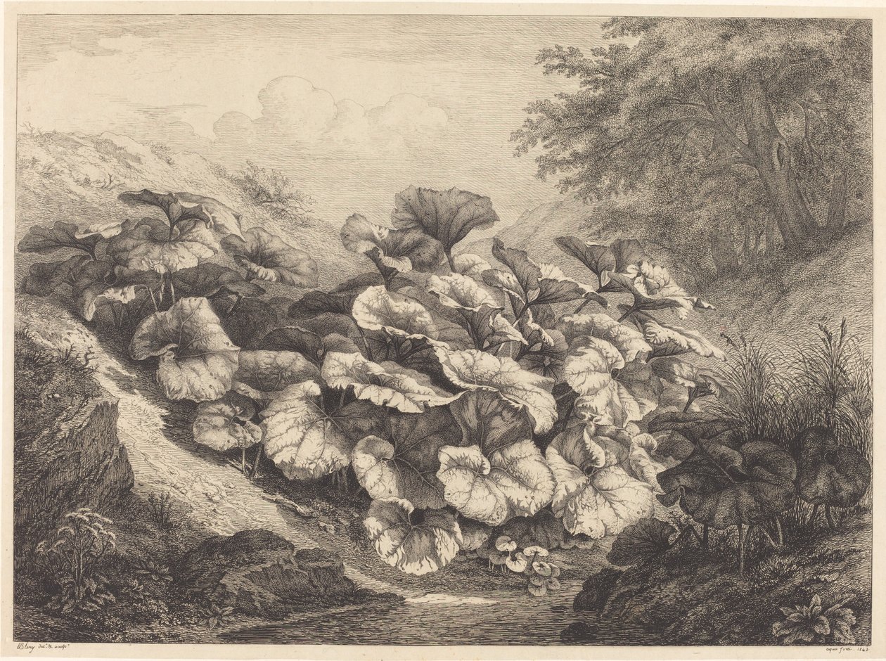 Großes Huflattich, 1843 von Eugene Bléry