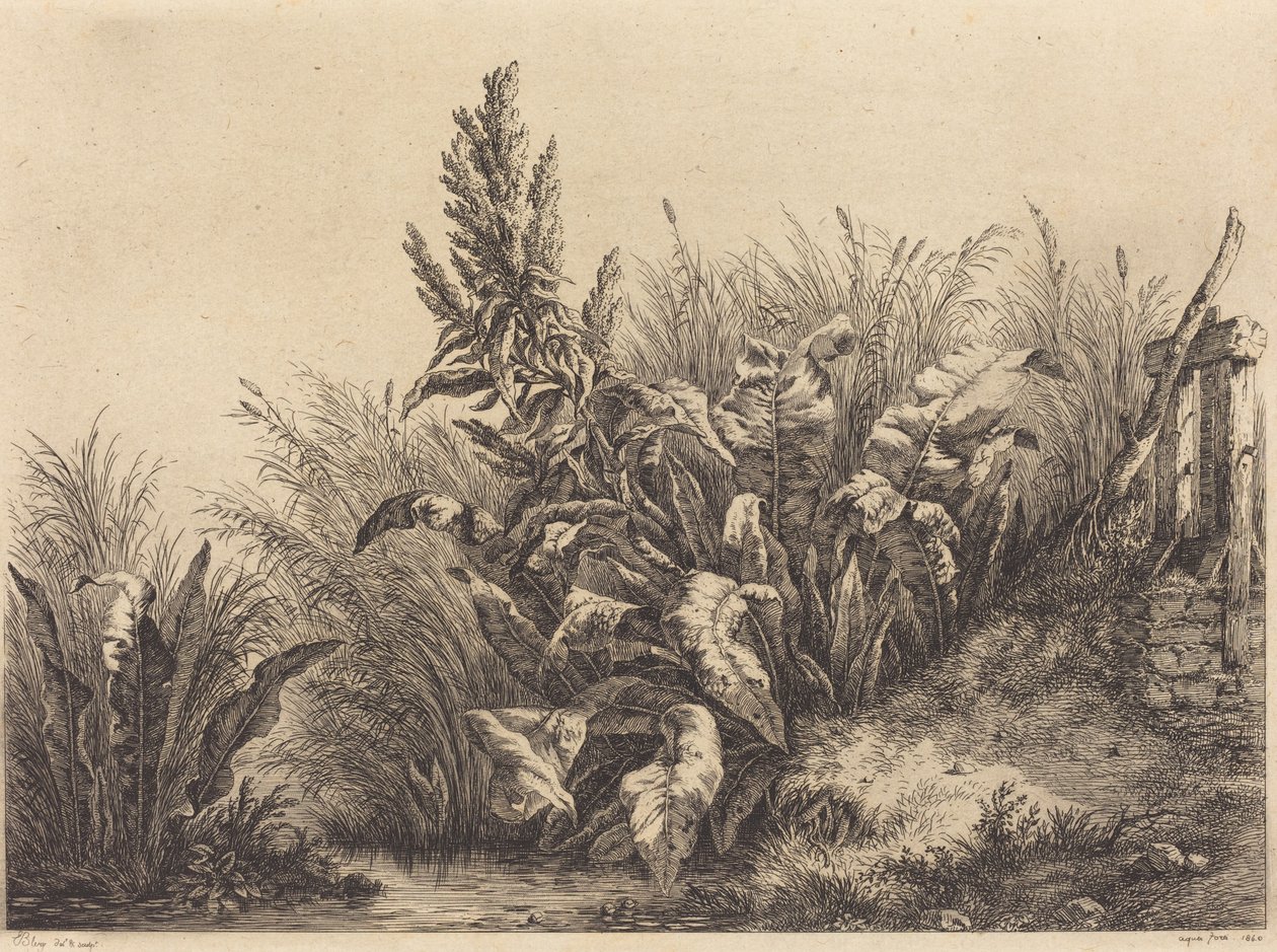 Wasserdocke, 1840 von Eugene Bléry