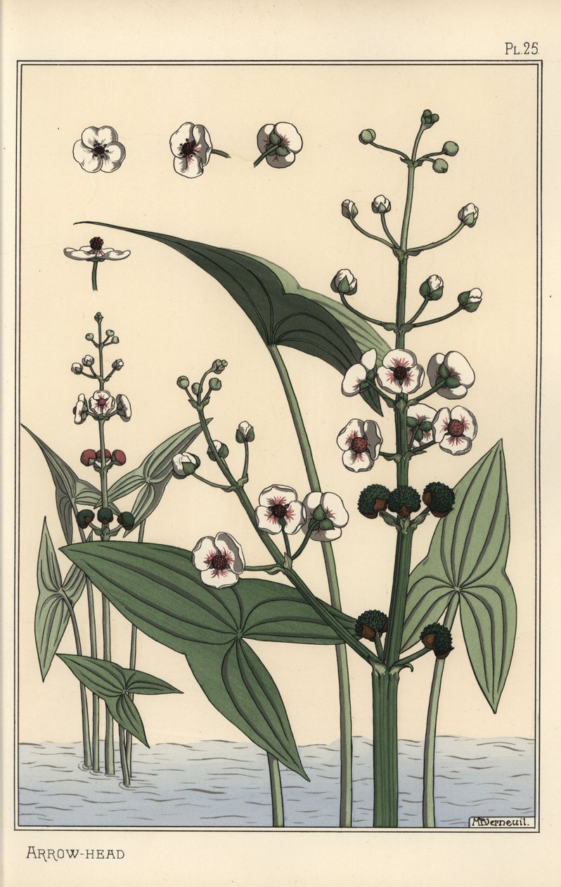 Botanische Illustration des Pfeilkrauts, Sagittaria sagittifolia von Eugene Grasset