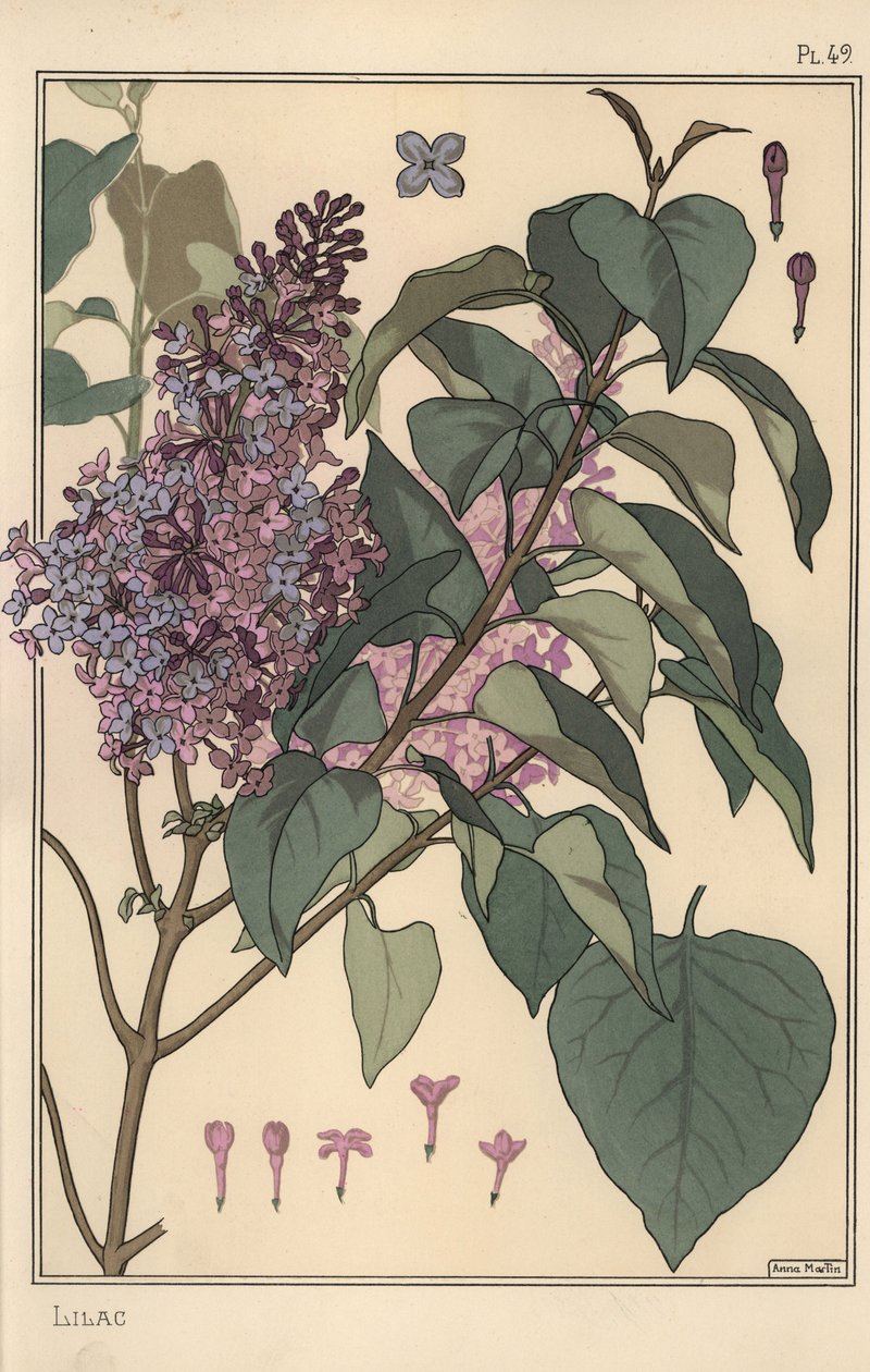 Flieder botanische Studie von Eugene Grasset